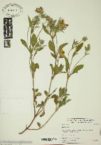 Cistus creticus image