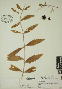 Eupatorium album image