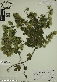 Humulus lupulus image