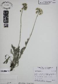 Achillea fraasii image