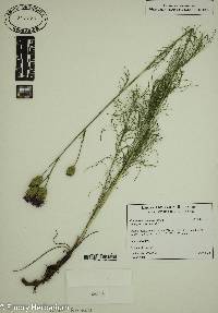 Centaurea kosaninii image