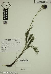 Centaurea kosaninii image