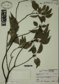 Cinnamomum camphora image