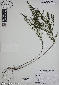 Lechea mucronata image