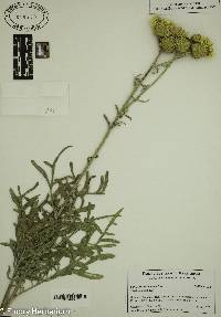 Centaurea salonitana image