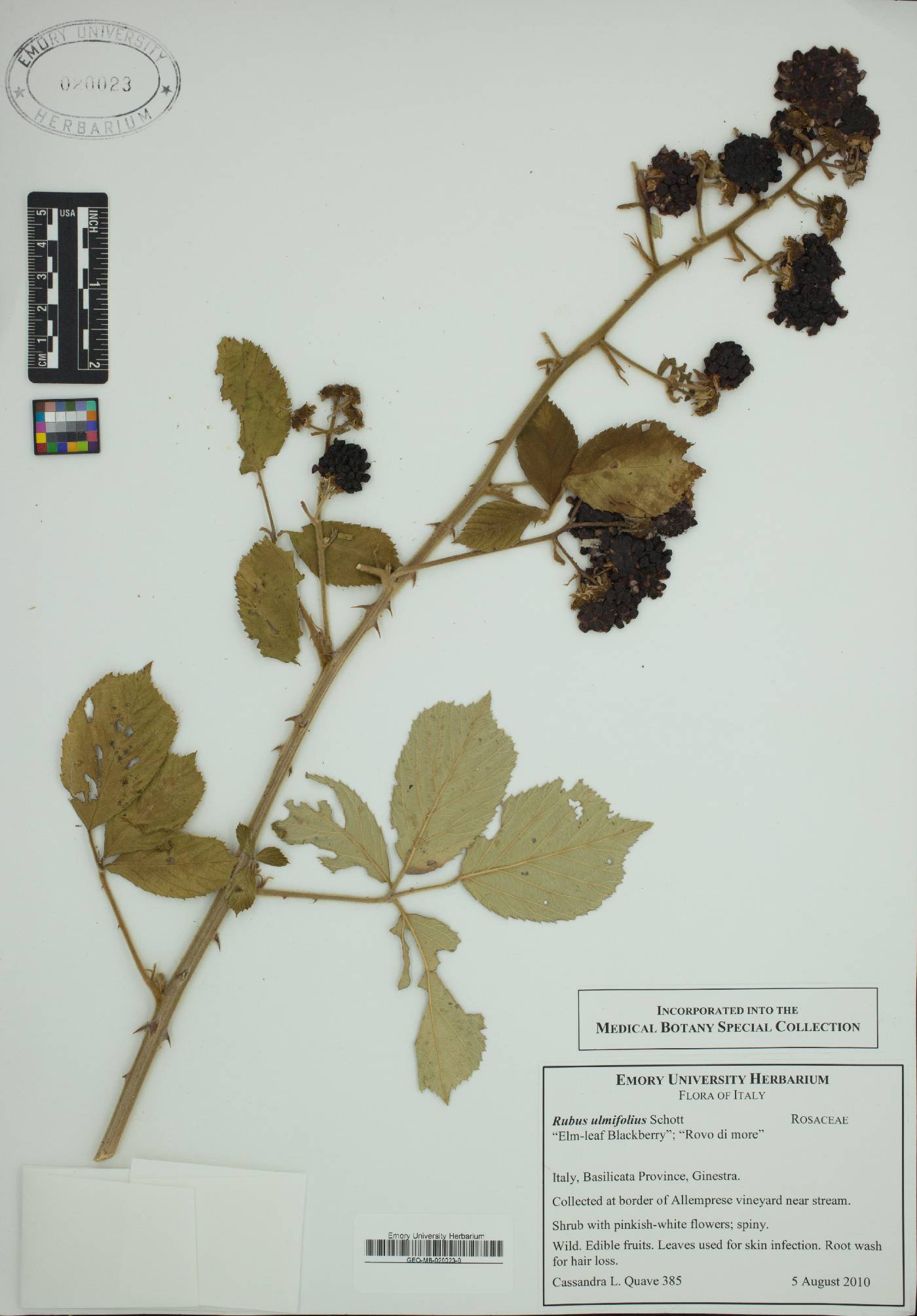 Rubus ulmifolius image