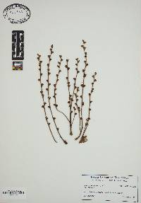 Epifagus virginiana image