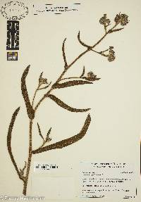 Echium italicum image