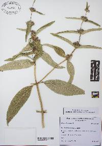 Image of Phlomis herba-venti