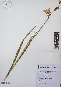 Image of Gladiolus italicus