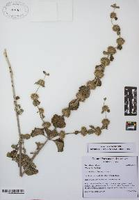 Marrubium vulgare image