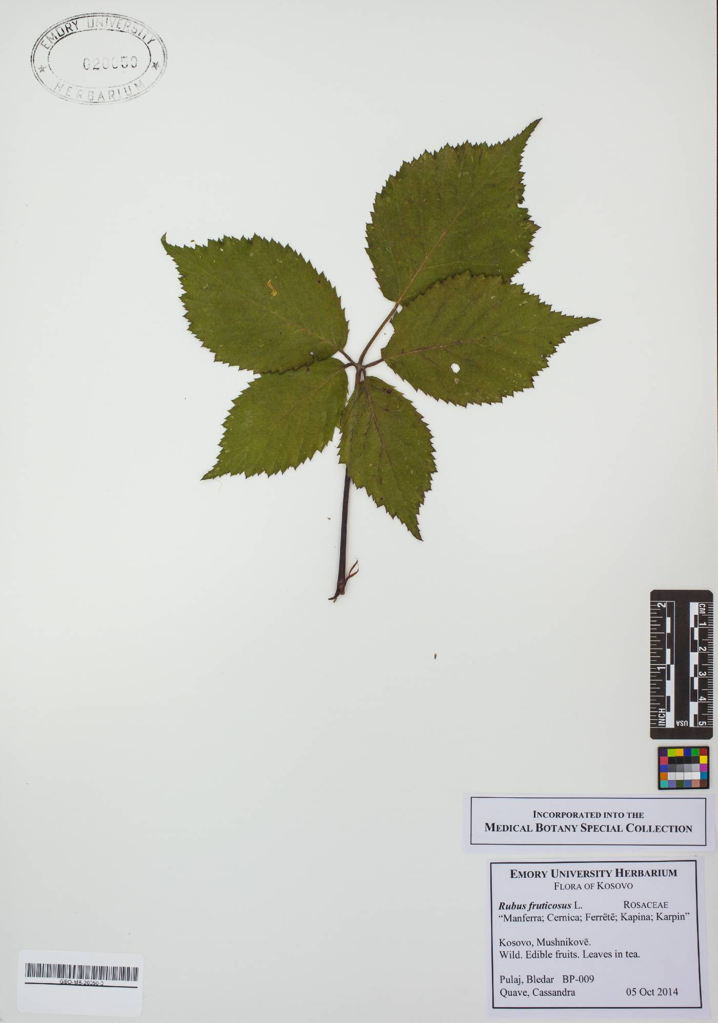 Rubus fruticosus image