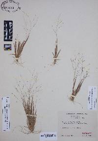 Panicum philadelphicum image