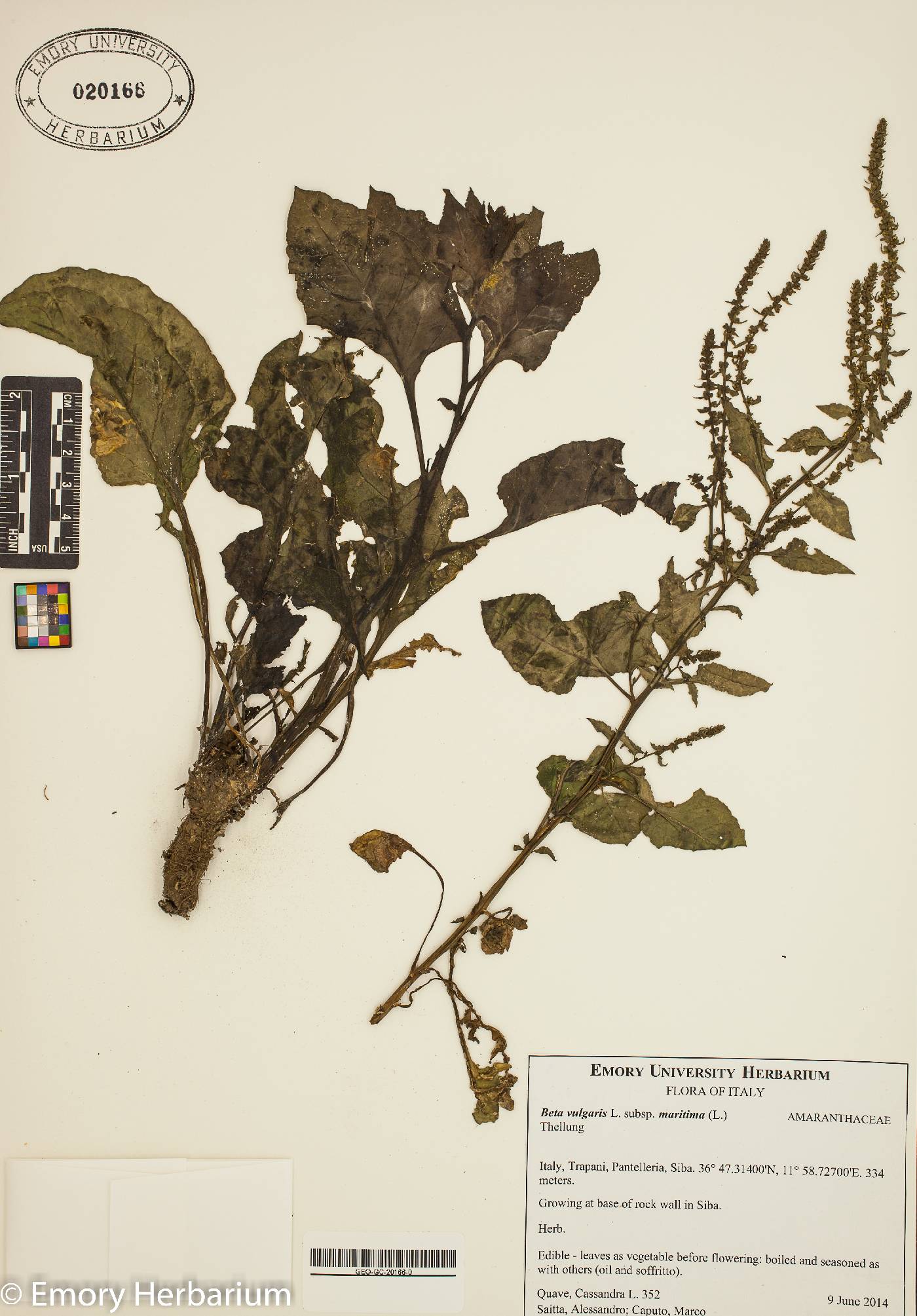 Beta vulgaris subsp. maritima image
