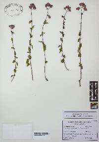 Origanum vulgare image