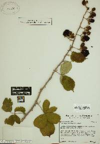 Rubus ulmifolius image