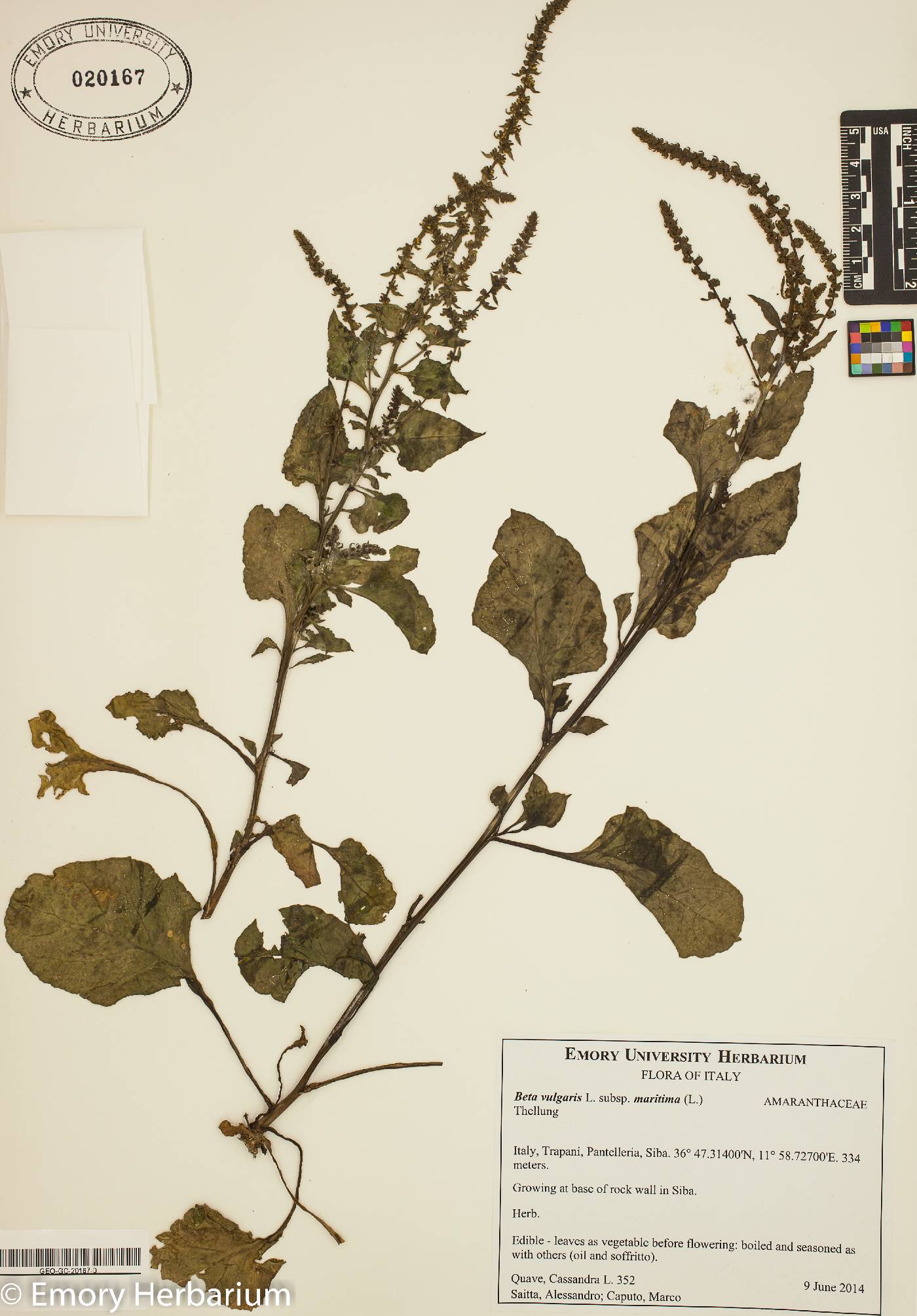 Beta vulgaris subsp. maritima image