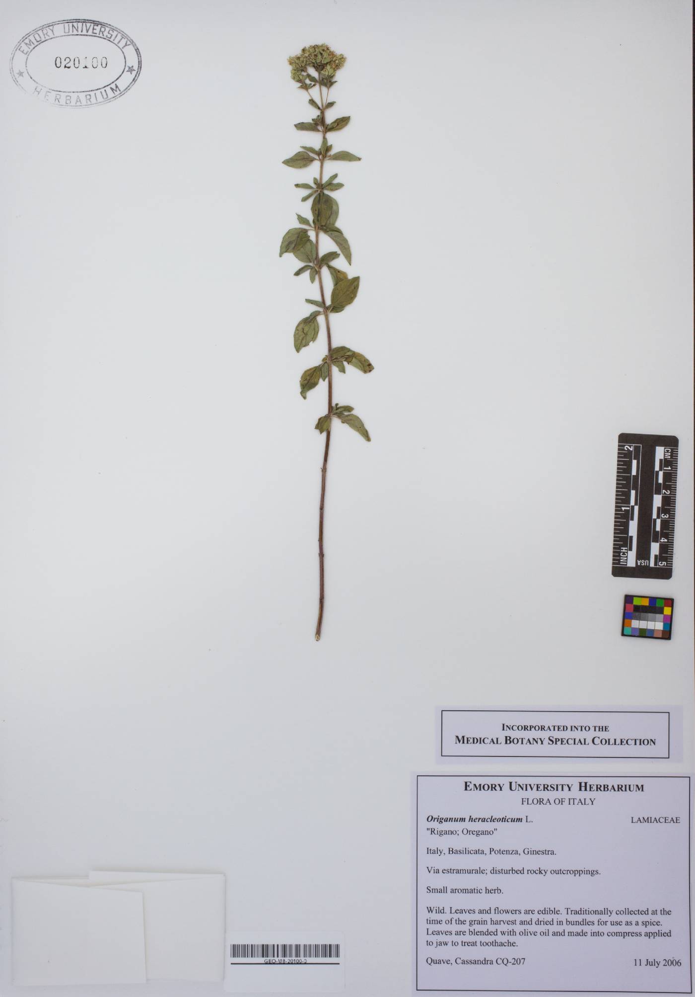 Origanum heracleoticum image