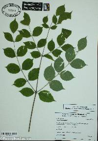 Aralia spinosa image