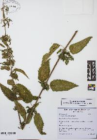 Urtica dioica image