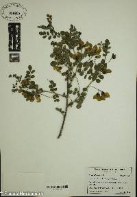 Hippocrepis emerus image