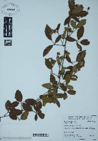 Rubus argutus image