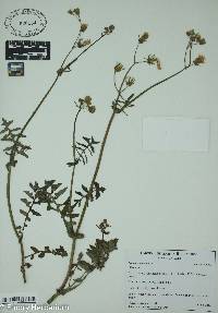 Sonchus oleraceus image