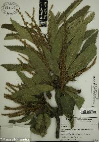 Castanea sativa image