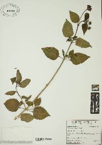 Lantana camara image