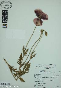 Papaver rhoeas image