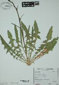 Cichorium intybus image