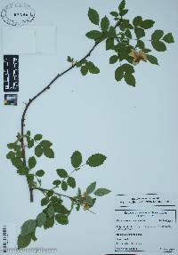 Rosa canina image