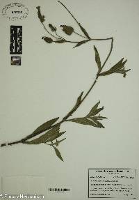 Silene latifolia image