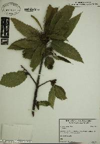 Castanea sativa image