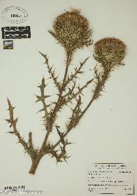 Cirsium horridulum image