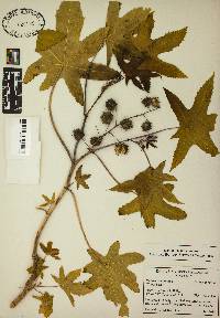 Ricinus communis image