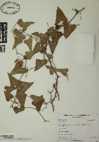 Smilax aspera image