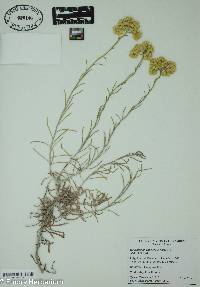 Helichrysum errerae image