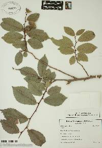 Ulmus procera image