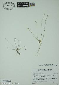 Krigia virginica image