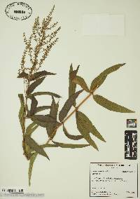 Aloysia triphylla image