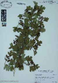 Crataegus monogyna image