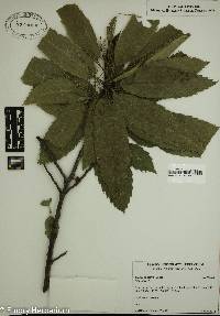 Castanea sativa image