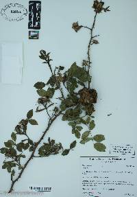 Rosa canina image