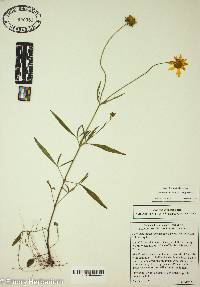 Helianthus porteri image