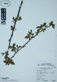 Rosa canina image