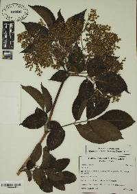 Sambucus nigra image