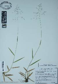 Panicum philadelphicum image