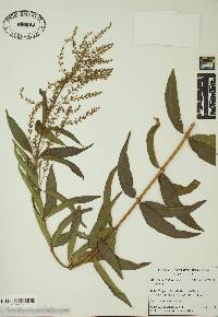 Aloysia triphylla image