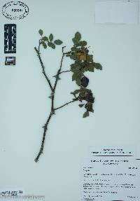 Rosa canina image